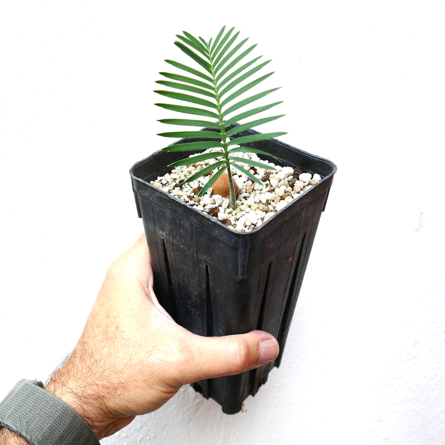 Dioon angustifolium young seedling with slender green leaves in black nursery pot