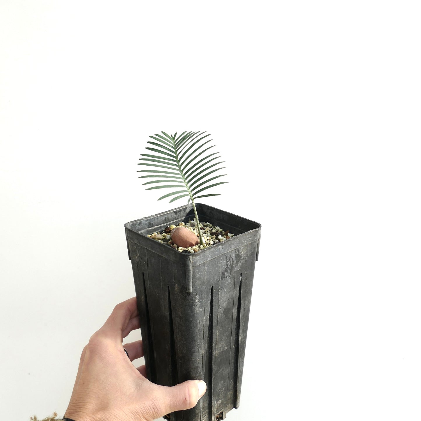 Dioon angustifolium (Nuevo León, Mexico)