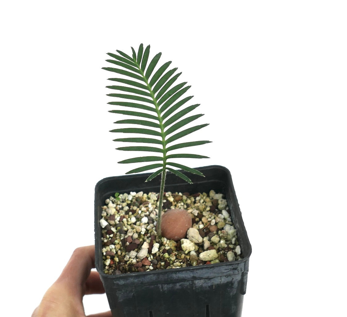 Dioon angustifolium (State of Tamaulipas, Mexico)