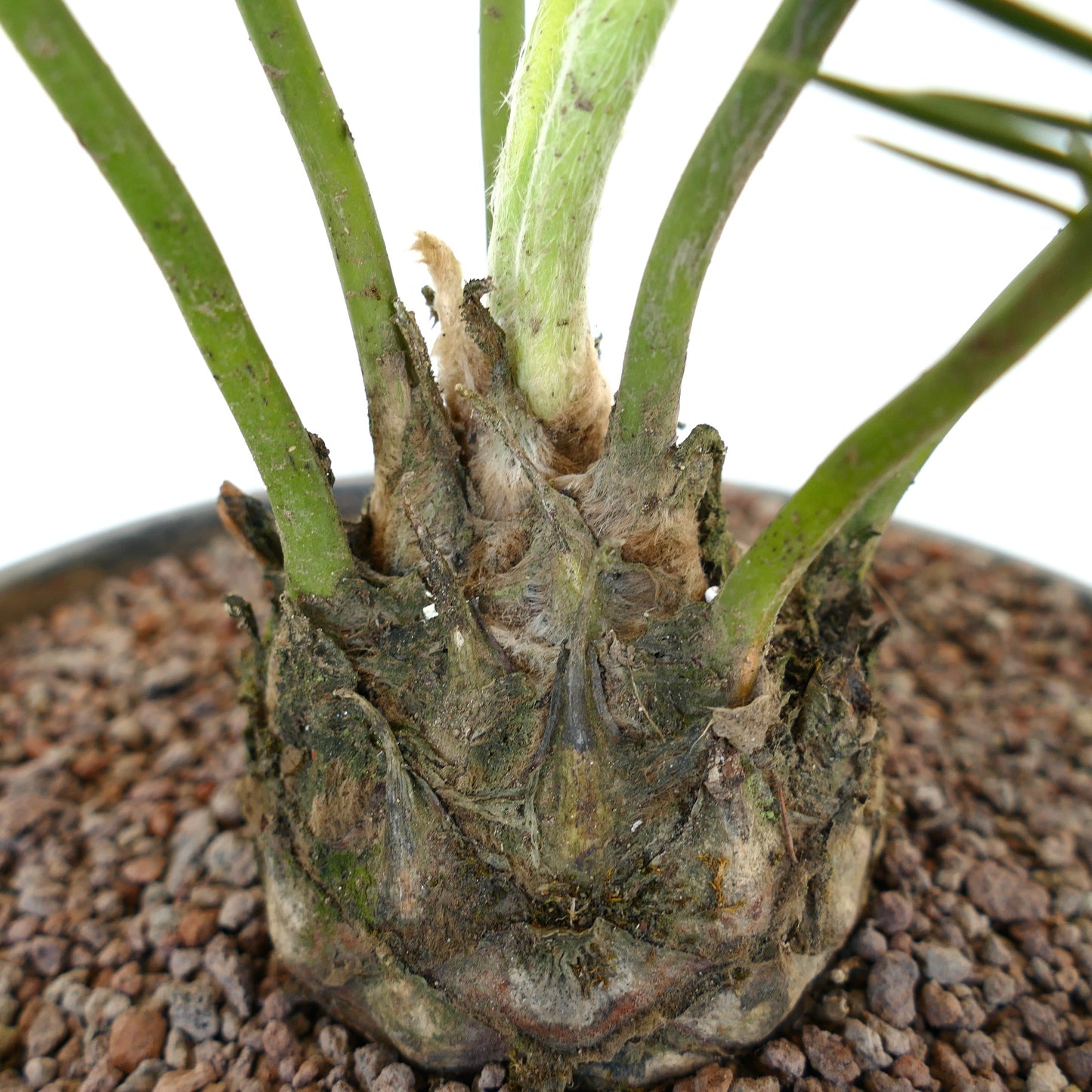 Dioon anustifolium caudex with thick green stems and textured rough base in soil