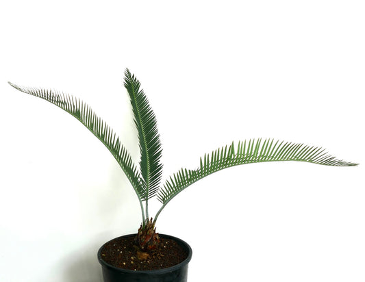 Dioon califanoi young cycad with long slender green fronds in black pot