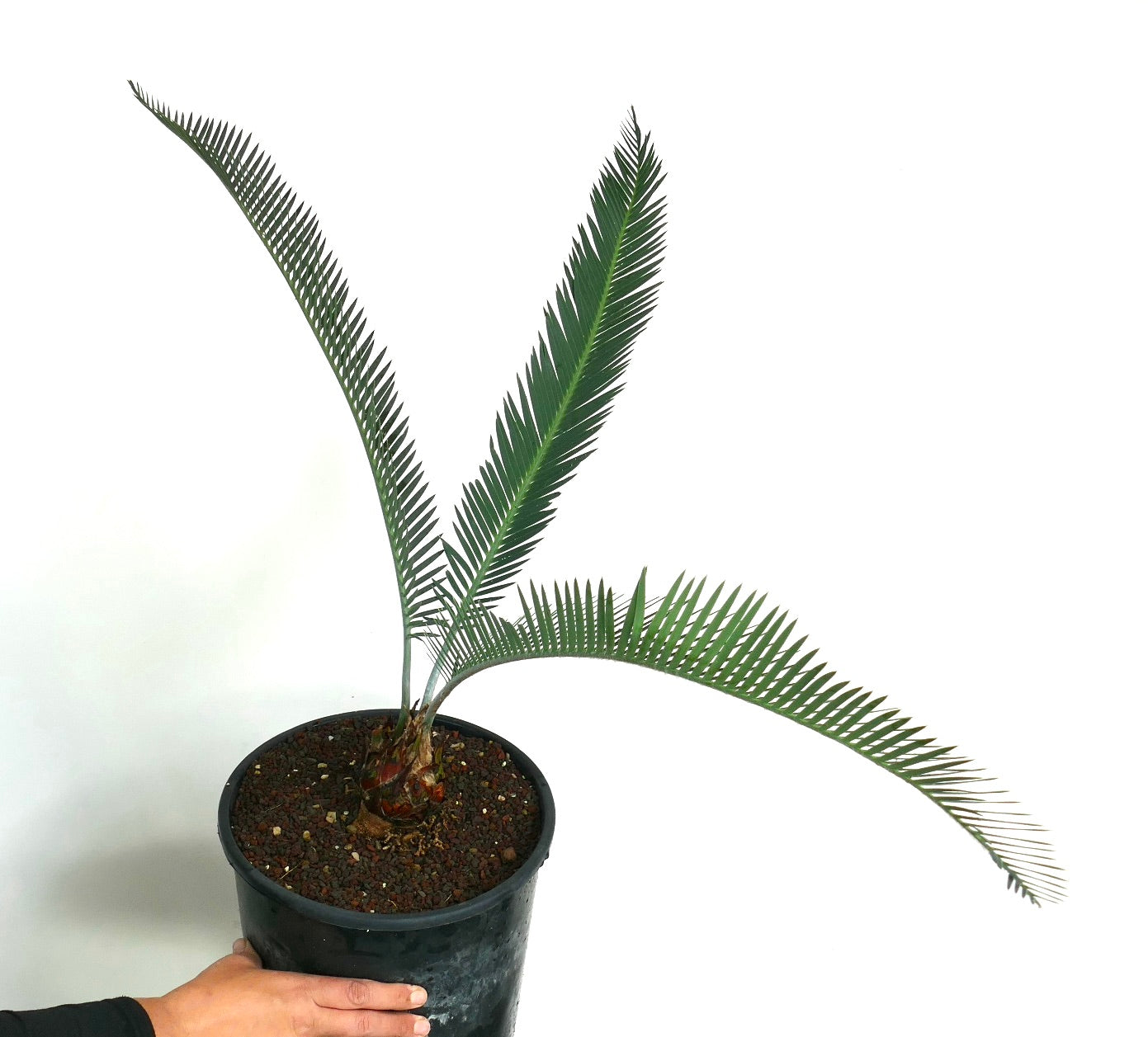 Dioon califanoi young cycad with long slender green leaflets in black pot