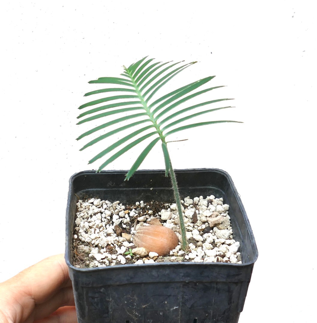 Dioon caputoi young seedling with slender green leaflets in black nursery pot