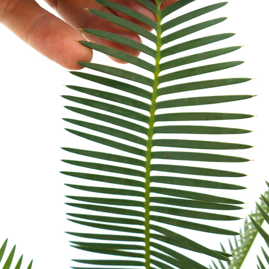 Dioon edule close-up of green pinnate leaves with pointed tips and smooth texture