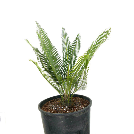 Dioon edule green pinnate leaves with thick textured trunk in black pot