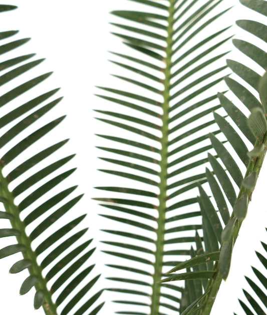 Dioon edule green pinnate leaves with narrow leaflets and textured stems