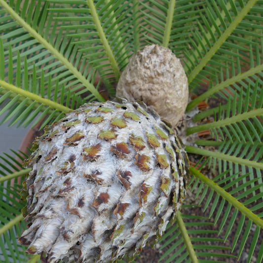 Dioon edule large female cone with green pinnate leaves and textured brown scales