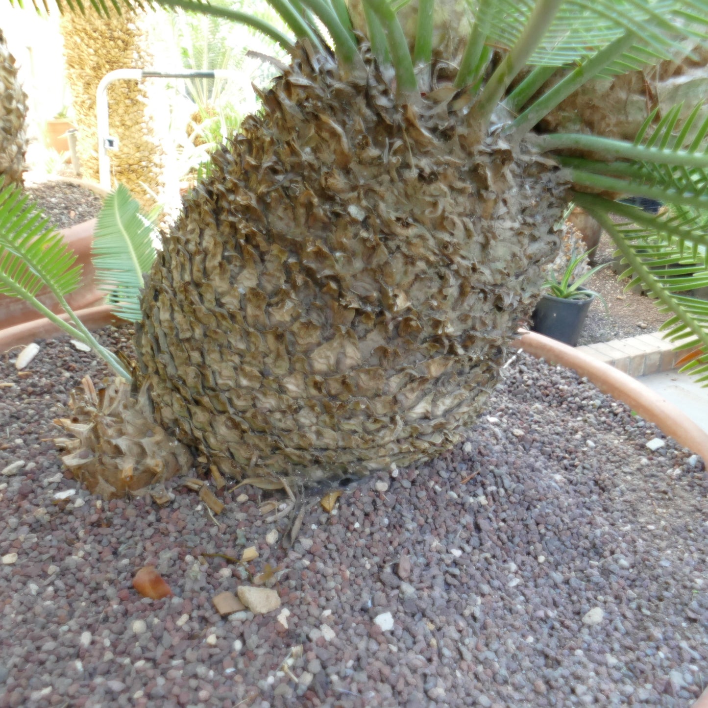 Dioon edule mature palm with thick textured trunk and green pinnate leaves in pot