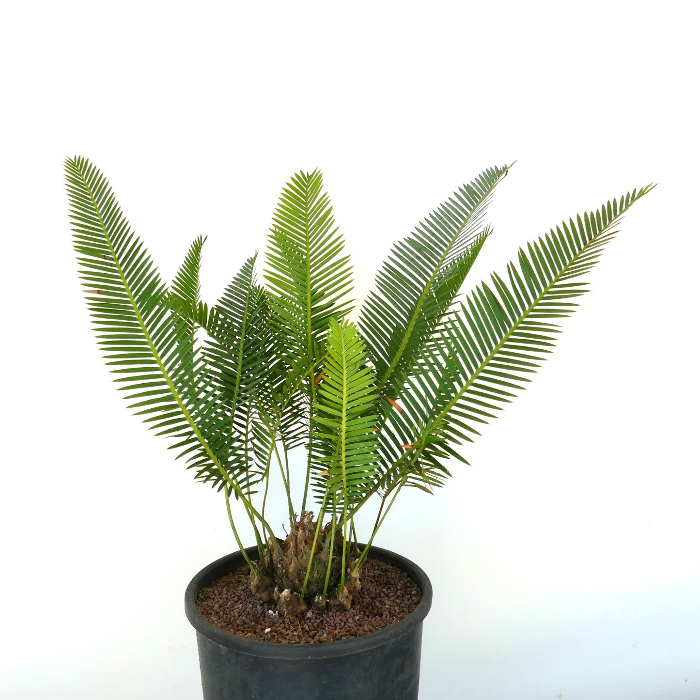 Dioon edule palm with multiple bright green pinnate leaves and textured trunk in pot