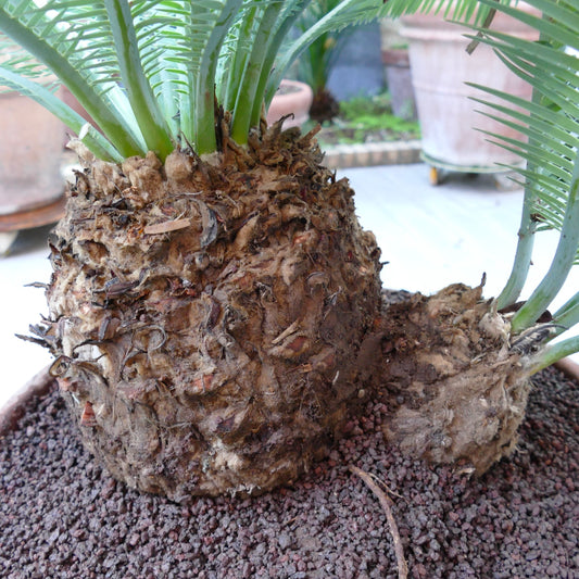 Dioon edule thick textured caudex with green pinnate leaves succulent plant specimen