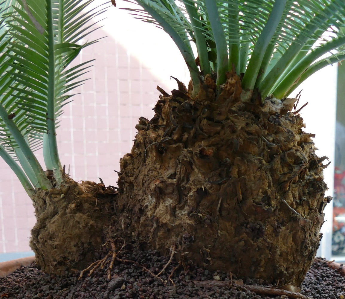 Dioon edule mit dick strukturiertem Stamm und grünen gefiederten Blättern, Sukkulentenpflanzen-Exemplar