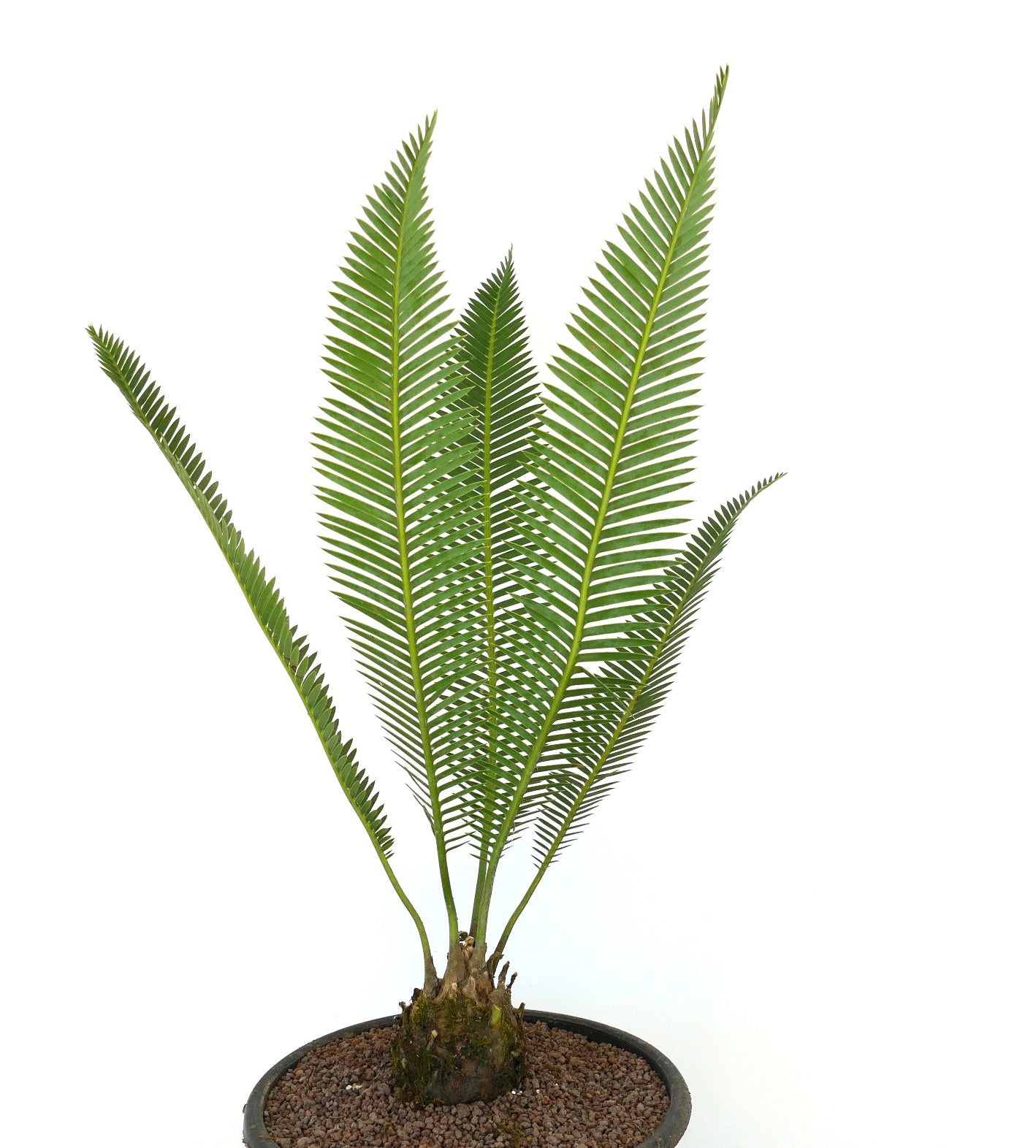 ディオーン エデューレ Dioon edule 20s Dioon edule | Botanical Archive | Discover Timeless Elegance
