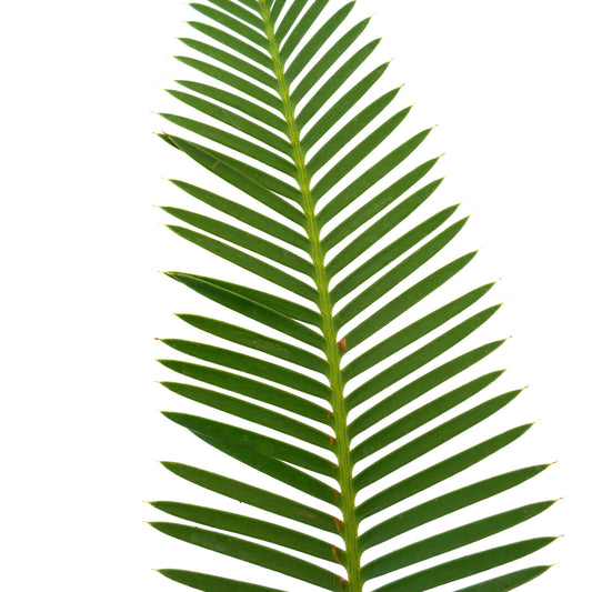 Dioon edule green pinnate leaf with sharp tips and smooth texture close-up