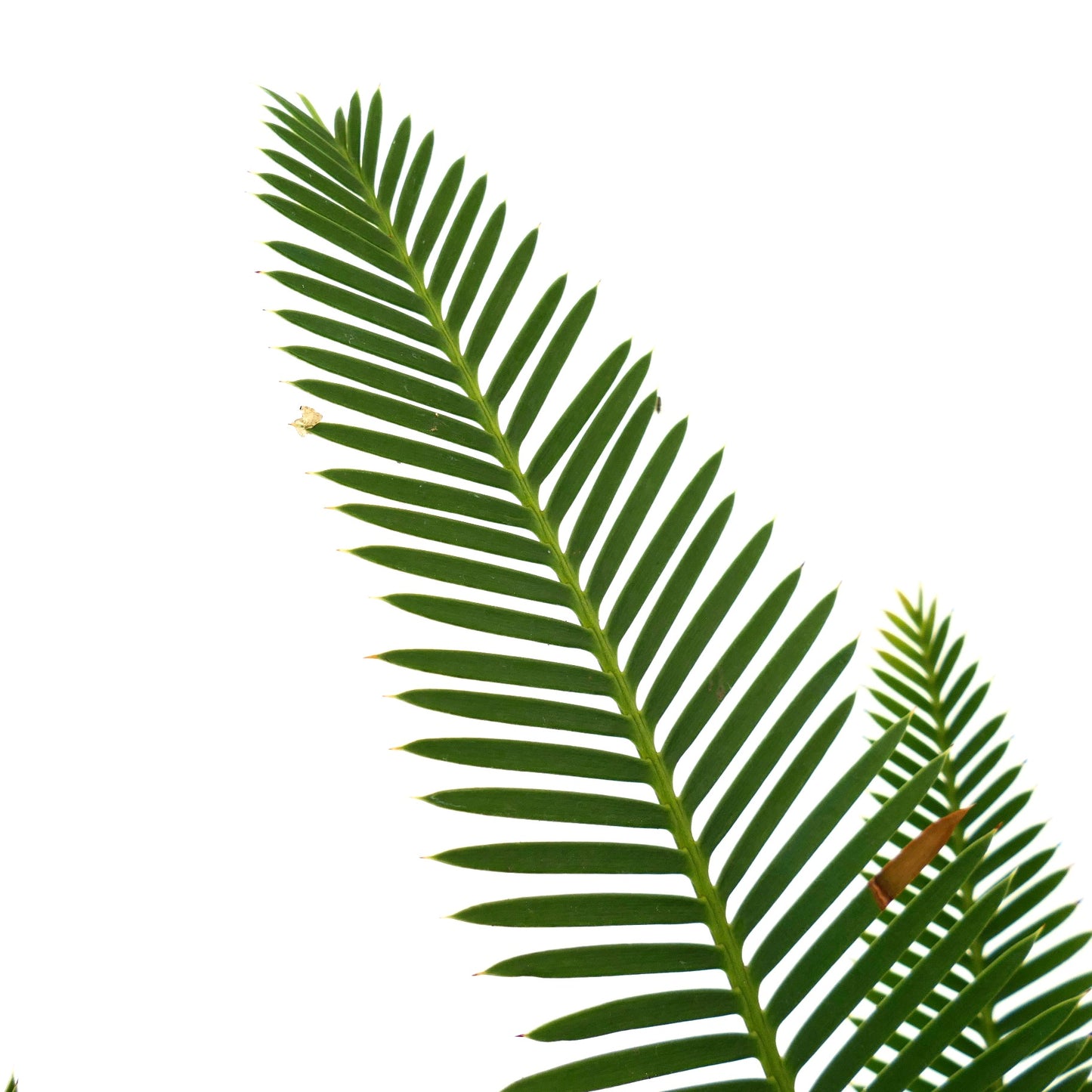 Dioon edule üppig grüne gefiederte Blätter mit scharfen Blättchen und glatter Textur