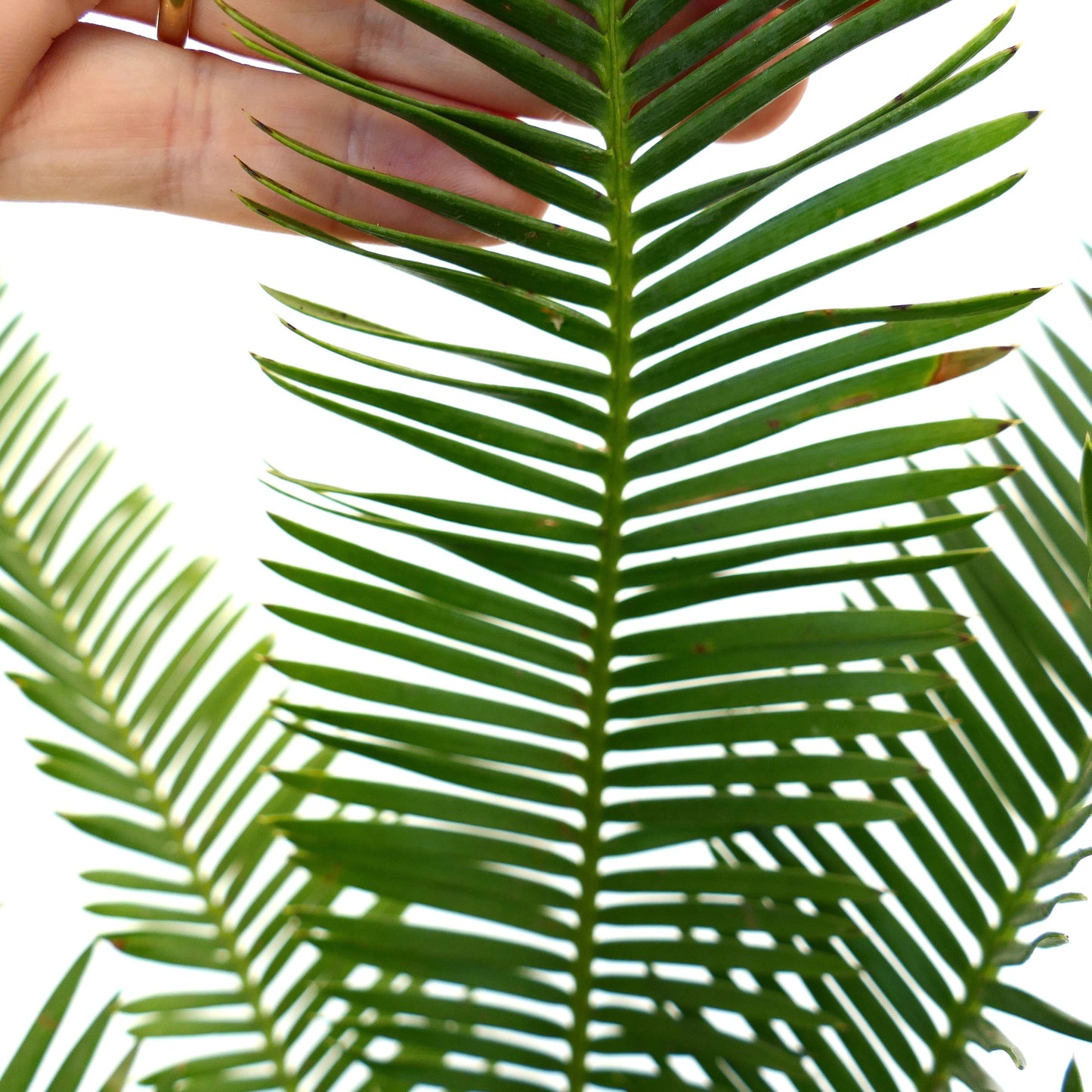 Dioon edule weelderige groene geveerde bladeren met slanke blaadjes en een gladde textuur