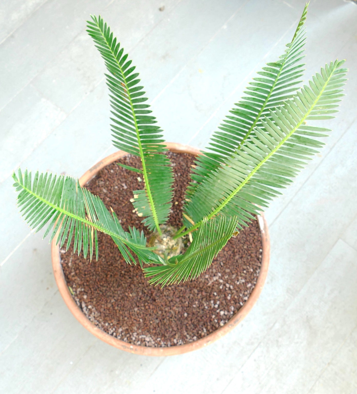 Dioon edule X Dioon tomasellii young green cycad with long narrow leaflets in terracotta pot