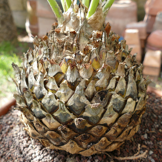 Dioon edule X Dioon tomasellii large textured cycad with thick woody cone base and green shoots