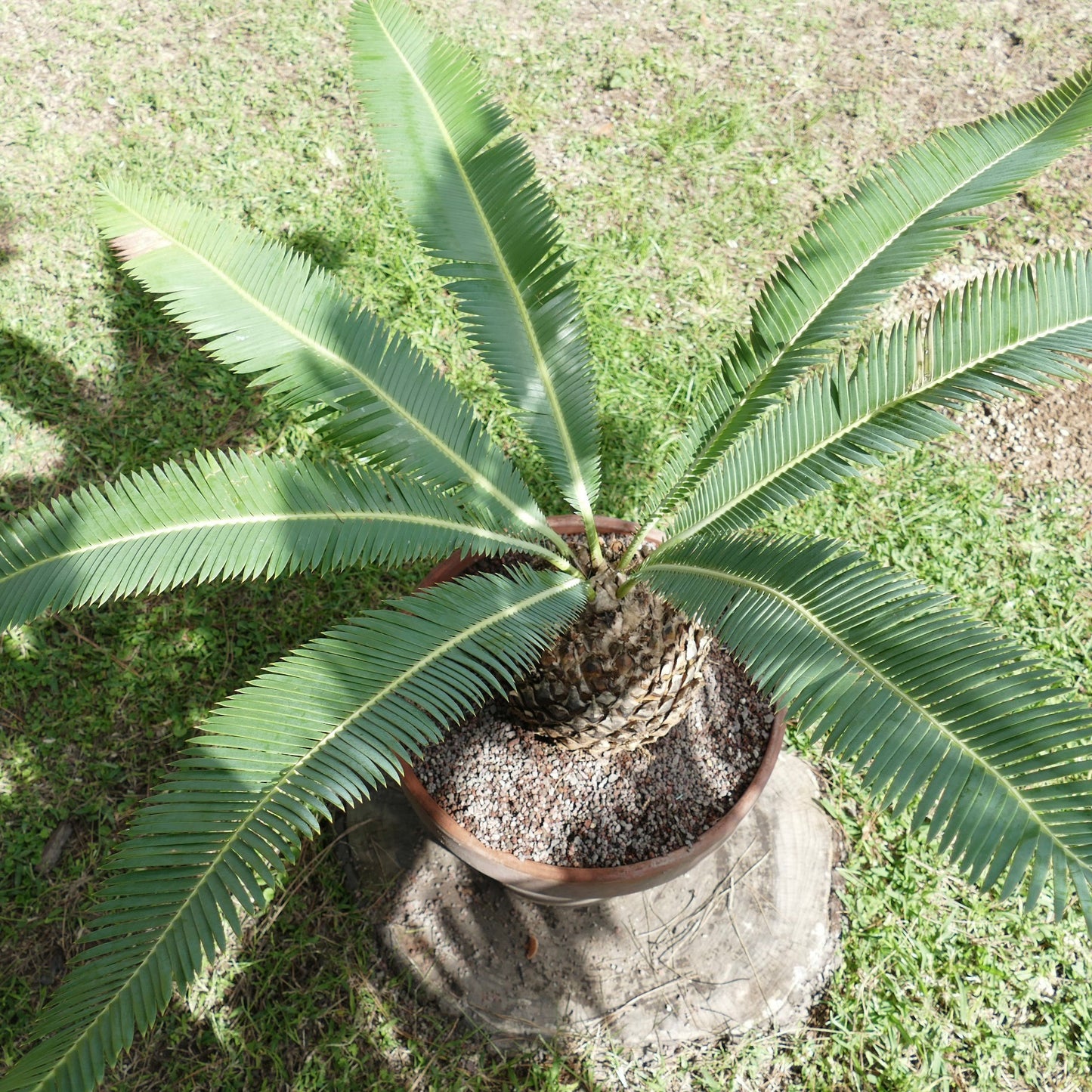 ดีอูน เอดูเล เอ็กซ์ ดีอูน โทมาเซลลี ไซเคดหายากมีลำต้นหนาและใบเขียวยาวแบบปีกในกระถาง