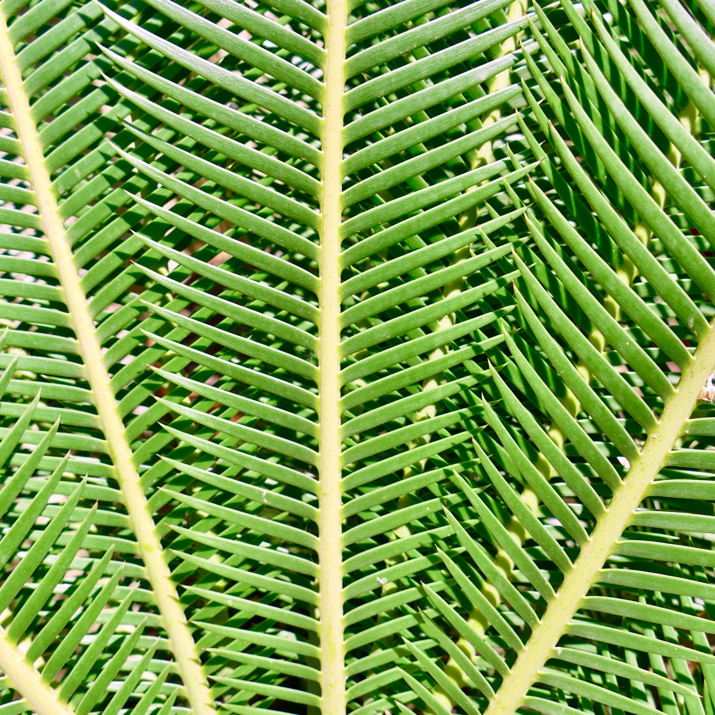 ديون إيدولي بالمّا سولا قرب أوراق ريشية خضراء زاهية ذات حواف شوكية