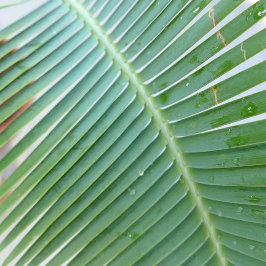 Dioon edule close-up of fresh green pinnate leaf with water droplets and smooth texture
