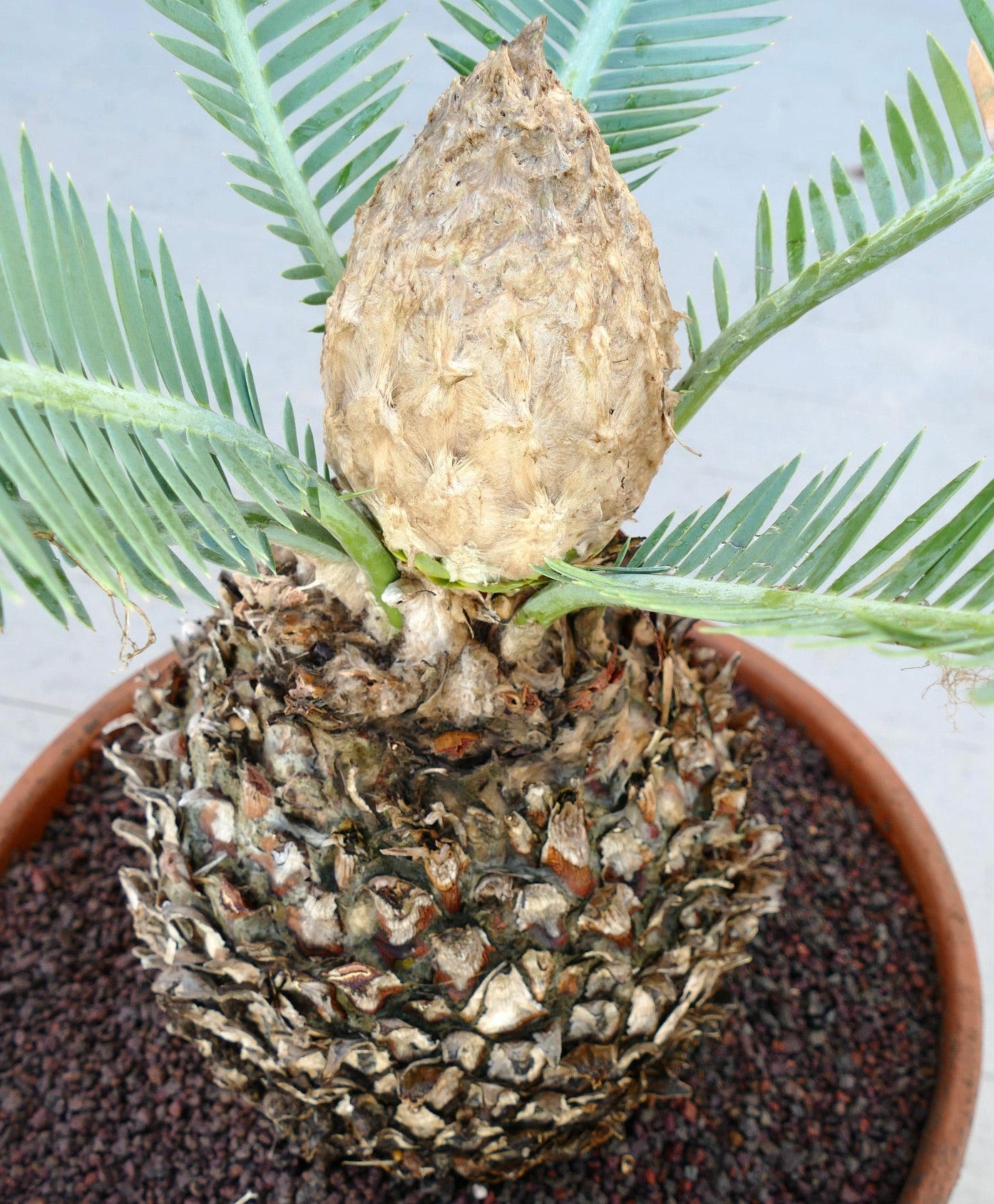 Dioon edule rare cycad with thick textured trunk and green pinnate leaves in pot