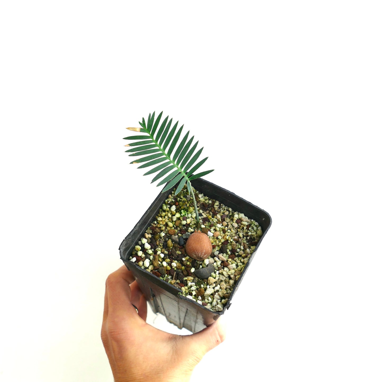 Dioon edule (Queretaro Blue)