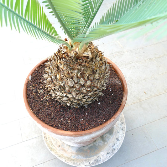 Dioon edule "Rio Verde" rare cycad with thick textured trunk and green pinnate leaves in pot