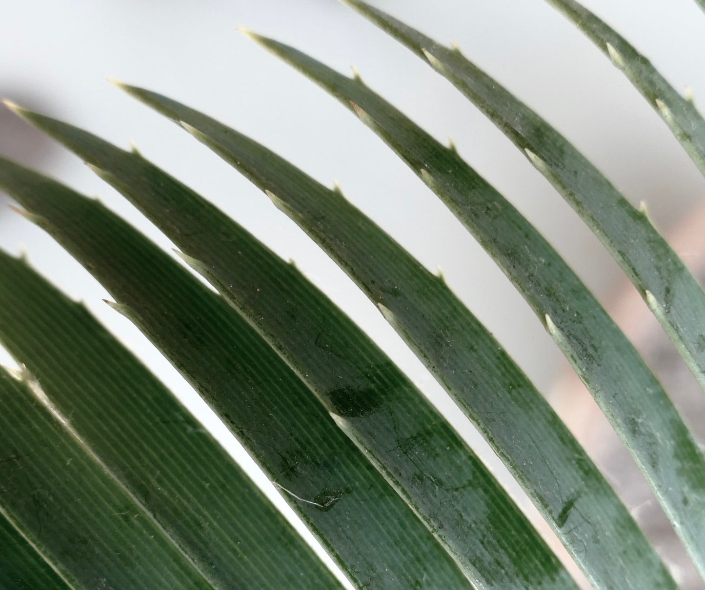 Dioon merolae close-up showing dark green pinnate leaves with small sharp spines
