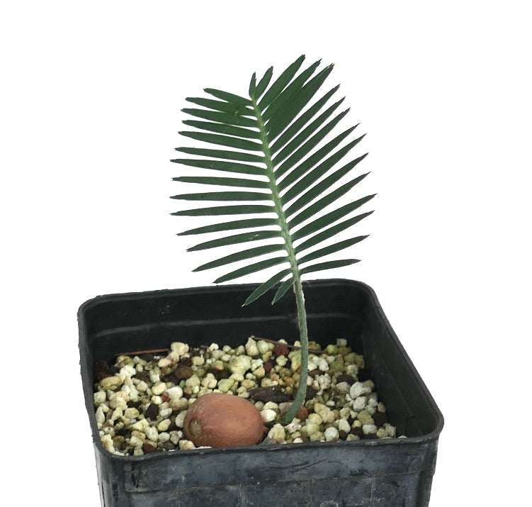 Jonge zeldzame Dioon merolae cycadekiemling met enkele groene bladschijf in zwarte pot