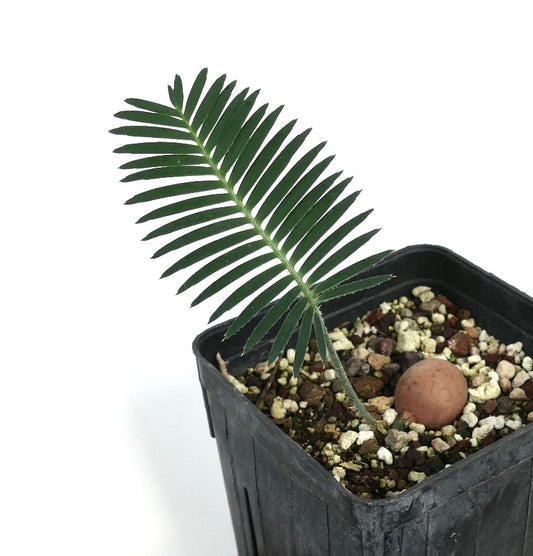 Dioon merolae (fjellene i Chiapas)