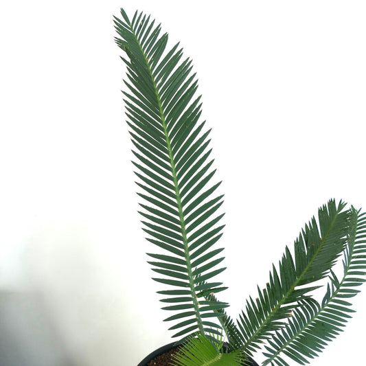 Dioon purpusii rare cycad with long, narrow, dark green pinnate leaves and two heads