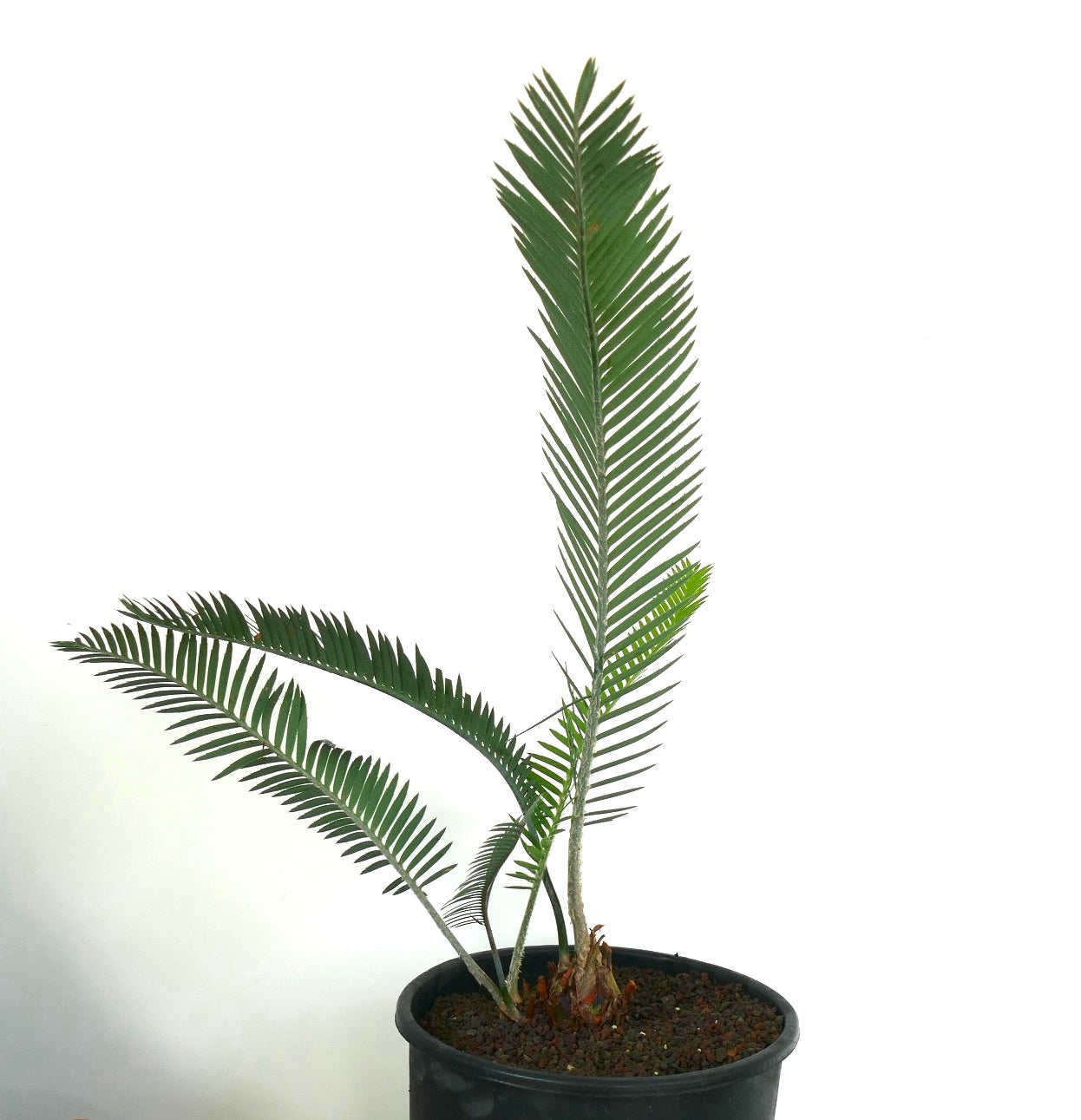 ดีออน เพอร์พูซี ไซคัดหายากที่มีใบเล็กเขียวเรียวและหลายลำต้นในกระถาง