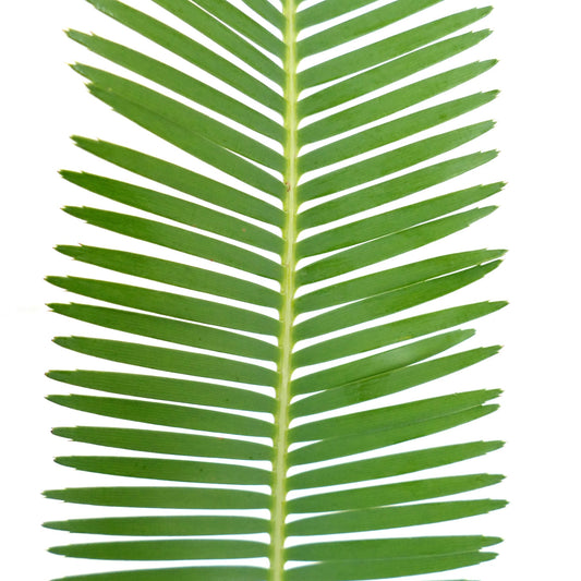 Dioon tomasellii rare green pinnate leaf with symmetrical narrow leaflets close-up