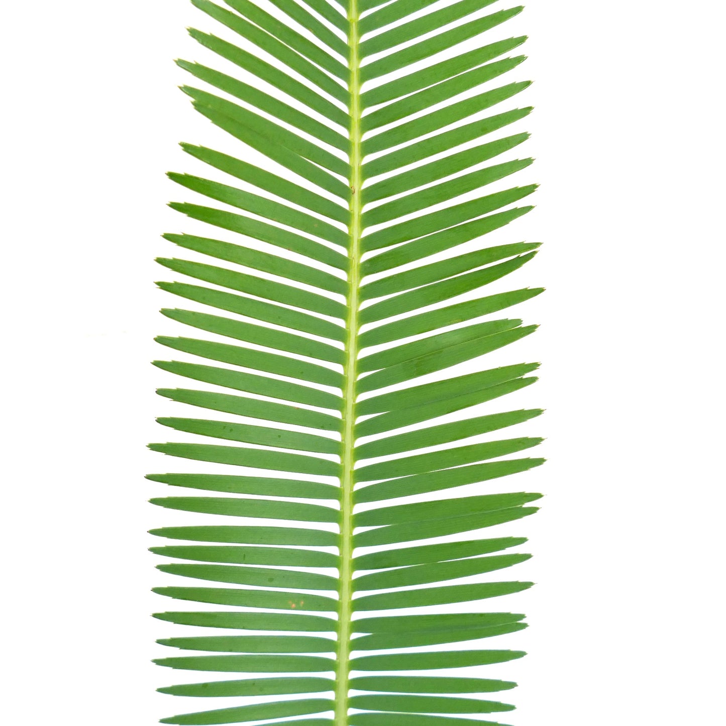 Dioon tomasellii feuille pinnée verte rare avec une texture lisse et des folioles symétriques