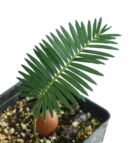 Dioon tomasellii South of JALISCO (Mexico)