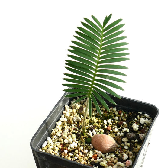 Dioon tomasellii (State of Durango, Mexico)