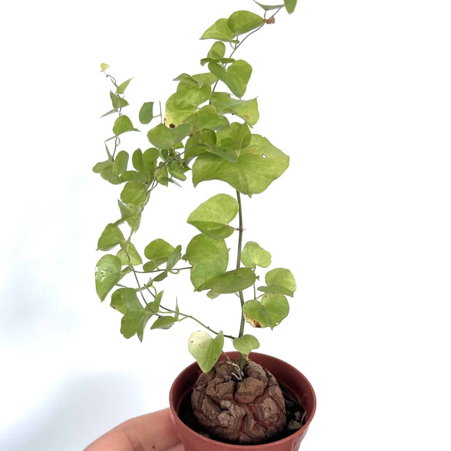 Dioscorea elephantipes caudex succulent with climbing green heart-shaped leaves in pot