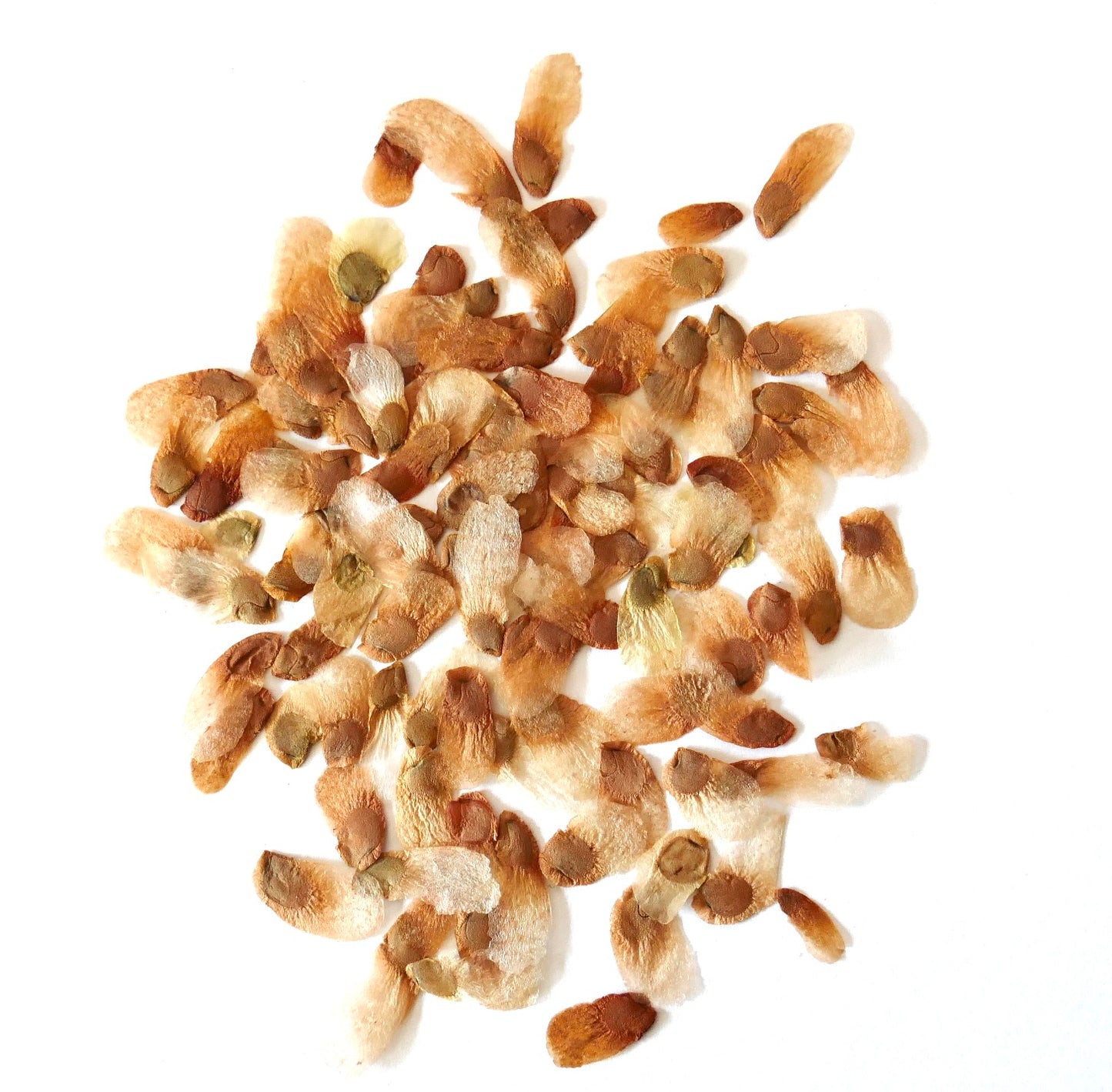 Graines brunes sèches ailées de Dioscorea elephantipes var. montana pour la propagation de plantes succulentes rares