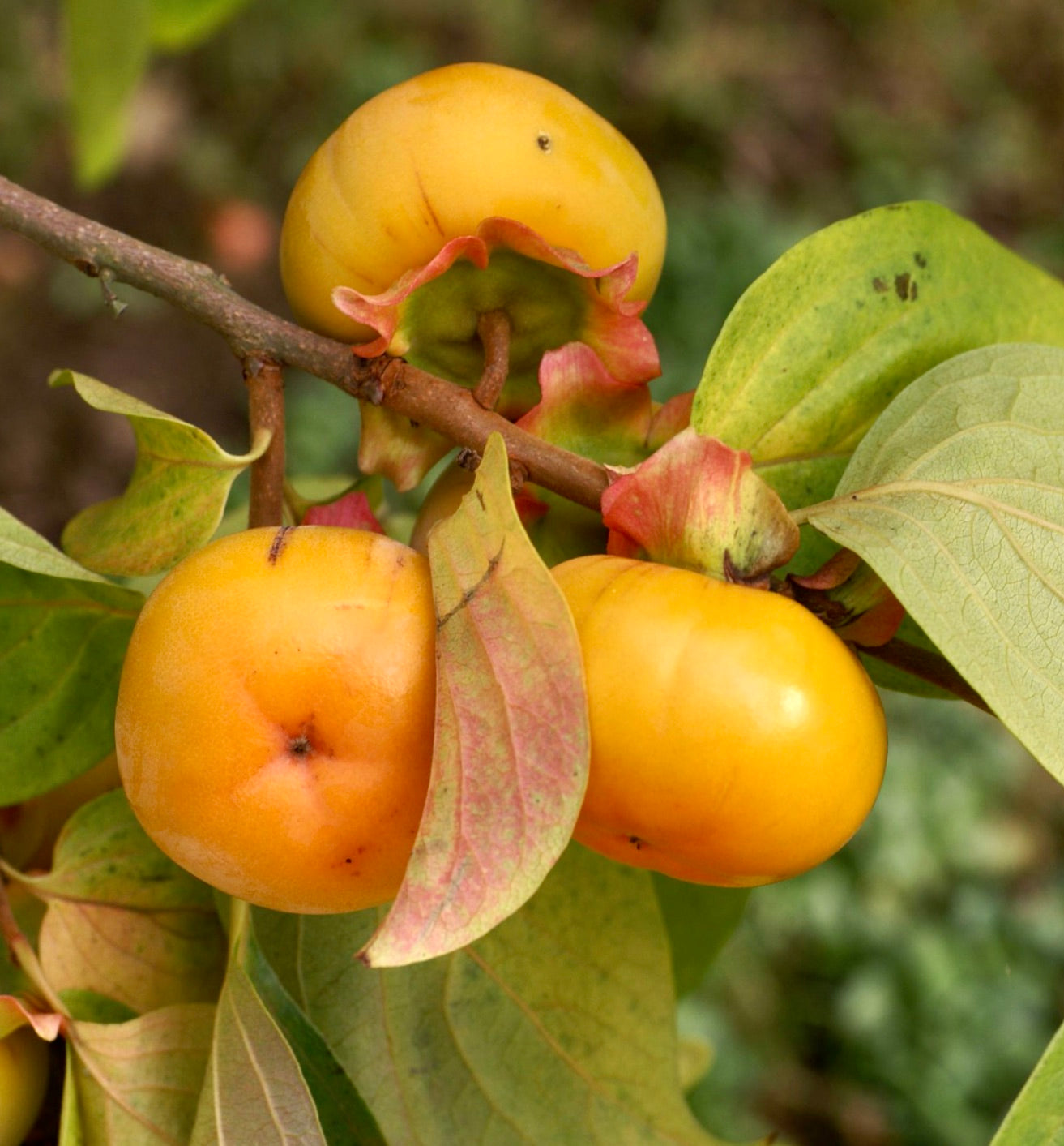 Diospyros lotus ripe yellow fruit with green and red leaves on branch