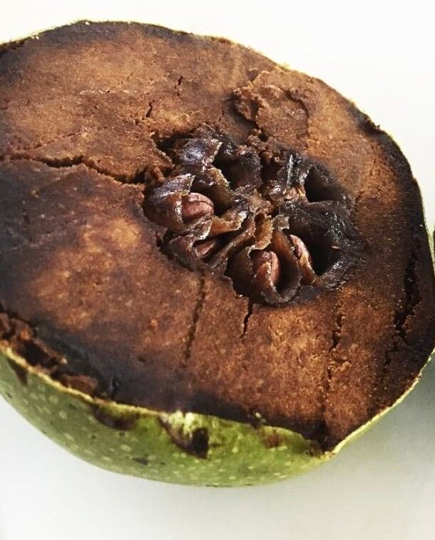 Diospyros digyna ripe fruit with cracked brown interior and visible seeds