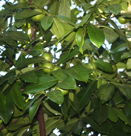 Diospyros digyna tree with glossy green leaves and small round green fruits