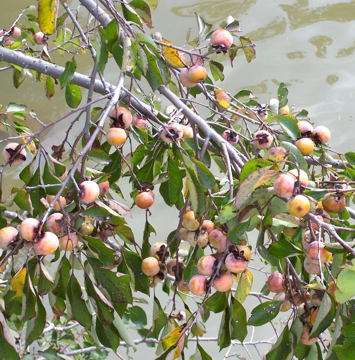 Diospyros virginiana tree branch with green leaves and ripe orange persimmon fruits