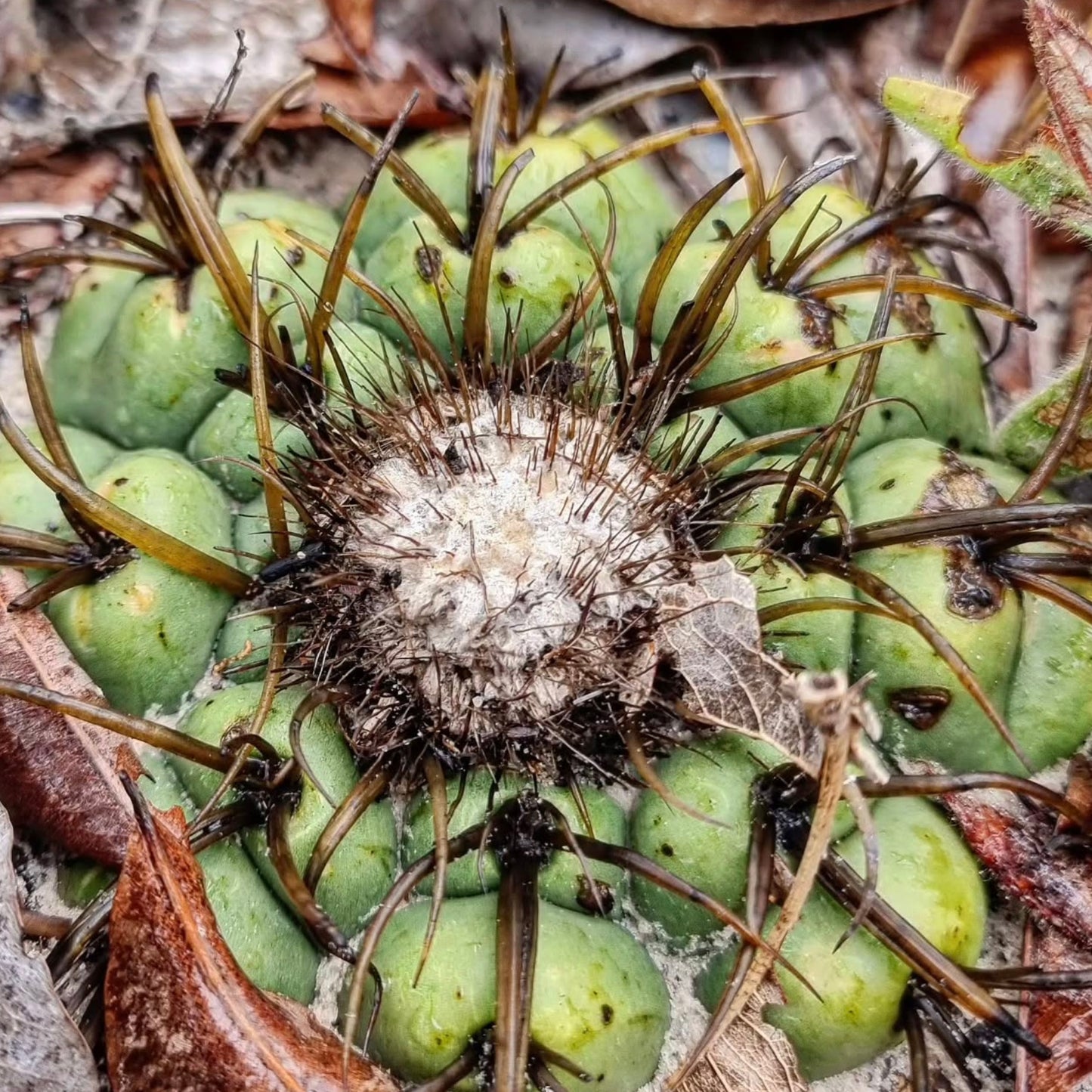Discocactus catingicola saftig kaktus med tykk grønn kropp og lange brune pigger i naturlig habitat