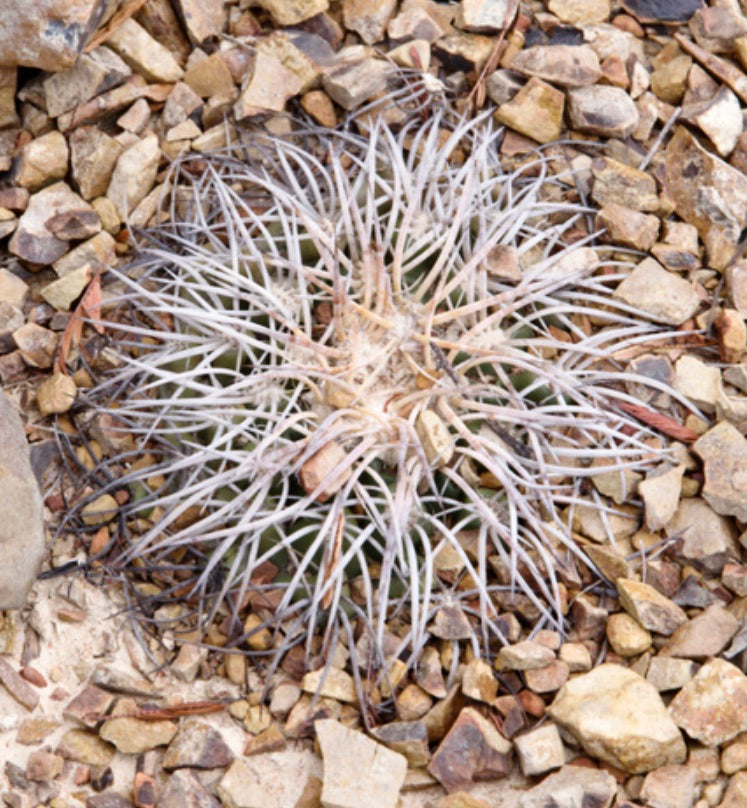 Discocactus gracilis sjelden kaktus med lange hvite torner på bakgrunn av steinete jord