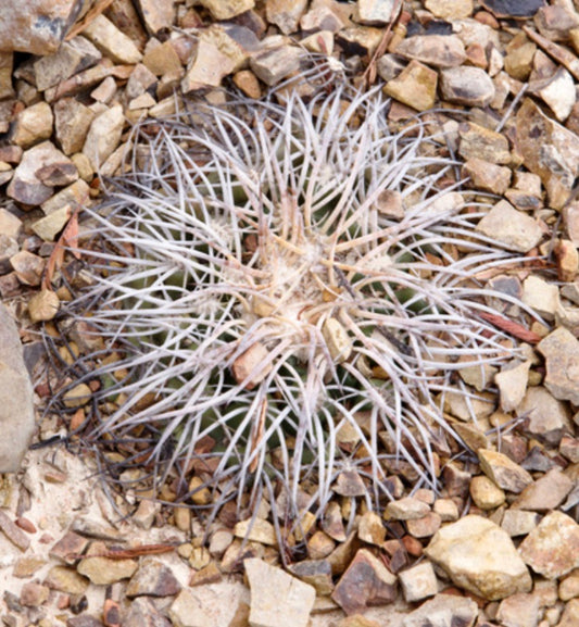Discocactus gracilis sjelden kaktus med lange hvite torner på bakgrunn av steinete jord