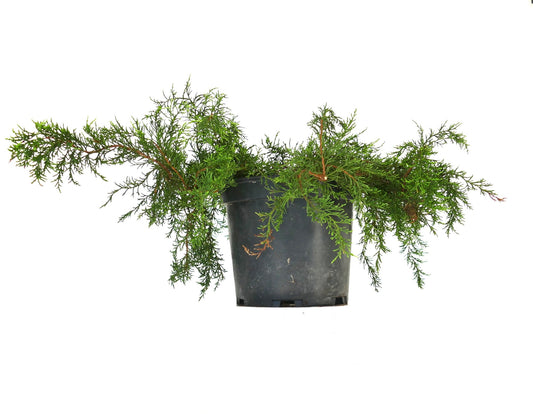 Diselma archeri trailing conifer with delicate green needle-like foliage in black pot