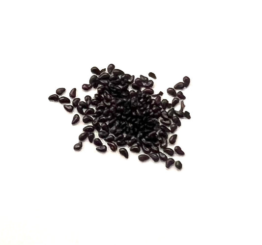 Disocactus biformis små blanke svarte kaktusfrø på hvit bakgrunn