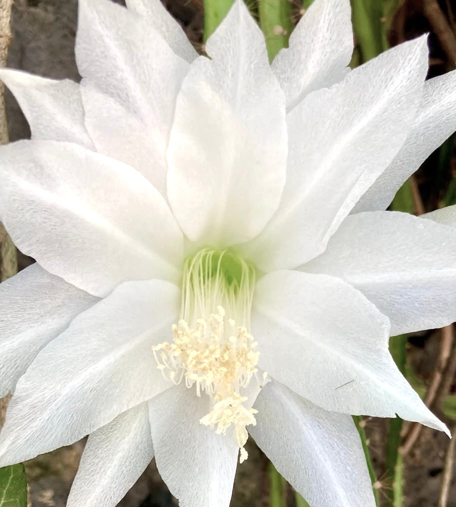 Disocactus speciosus var. amecamensis stor hvit delikat kaktusblomst nærbilde