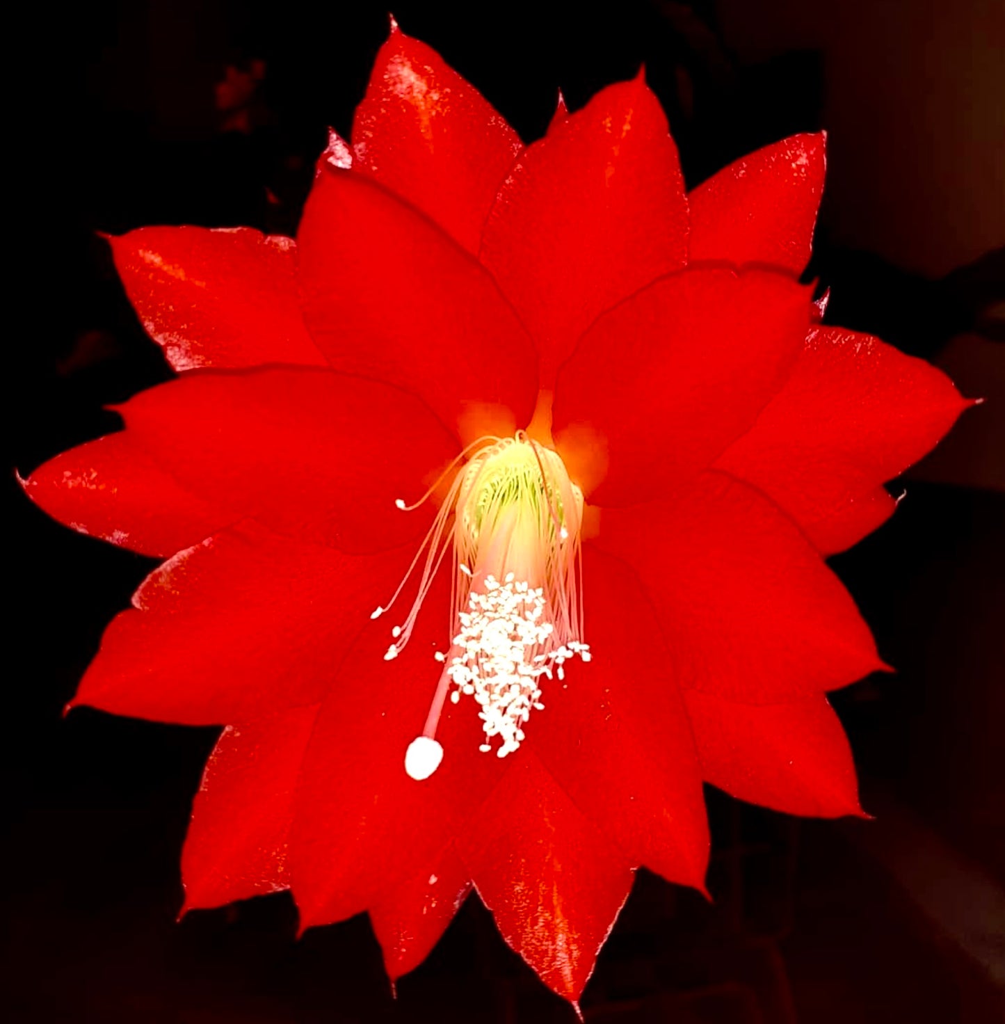 鮮やかな赤いサボテンの花、ディソカクタス・スペキオサス var. ビエリアヌス、際立つ白い雄しべと繊細な花弁