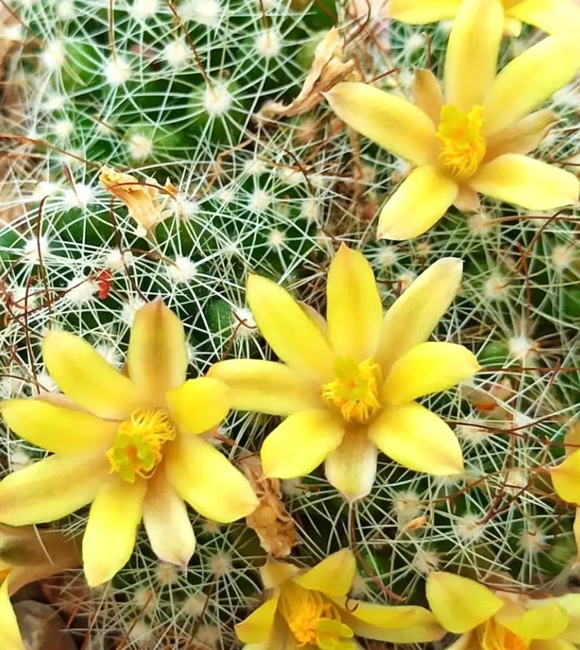 Dolichothele surculosa kleiner Kaktus mit zarten weißen Stacheln und leuchtend gelben Blüten